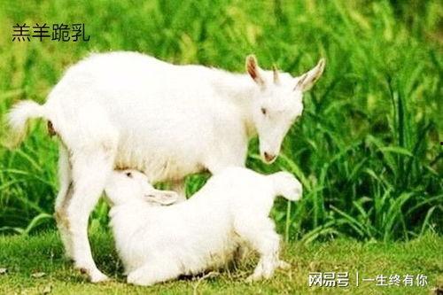 精灵小羊吃瓜,精灵小羊的甜蜜瓜果盛宴