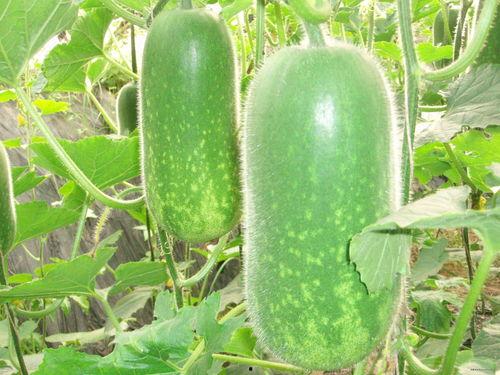 丰绅吃瓜视频大全,趣味横生的搞笑瞬间大盘点